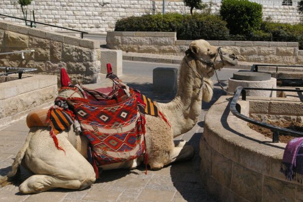 camel_israel